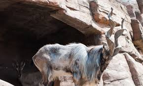 Astore Markhor Hunting Tour


